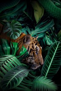 Preview wallpaper tiger, big cat, predator, jungle, wildlife