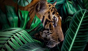 Preview wallpaper tiger, big cat, predator, jungle, wildlife