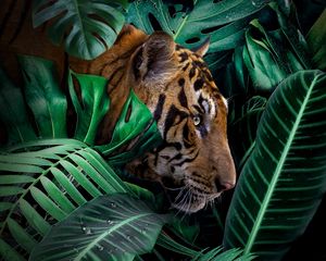 Preview wallpaper tiger, big cat, predator, jungle, wildlife