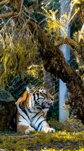 Preview wallpaper tiger, big cat, predator, beast