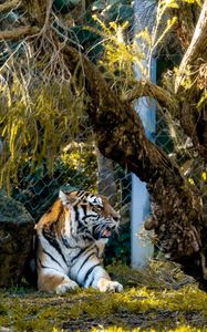 Preview wallpaper tiger, big cat, predator, beast