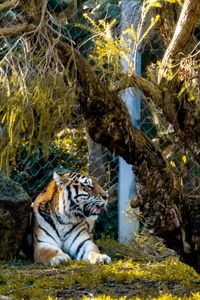 Preview wallpaper tiger, big cat, predator, beast