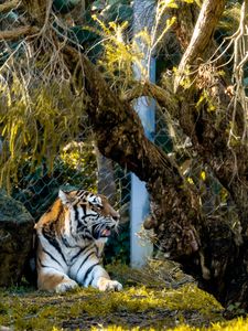Preview wallpaper tiger, big cat, predator, beast