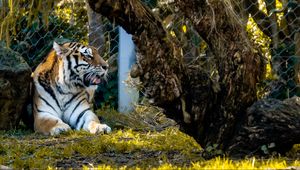 Preview wallpaper tiger, big cat, predator, beast