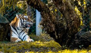 Preview wallpaper tiger, big cat, predator, beast