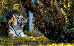 Preview wallpaper tiger, big cat, predator, beast
