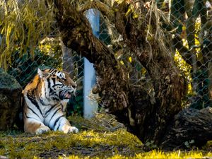 Preview wallpaper tiger, big cat, predator, beast