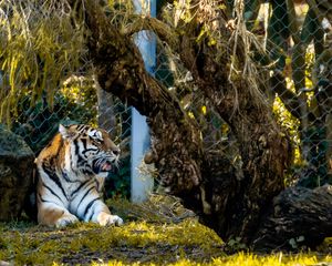 Preview wallpaper tiger, big cat, predator, beast