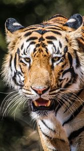 Preview wallpaper tiger, big cat, predator, wildlife