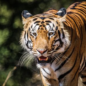 Preview wallpaper tiger, big cat, predator, wildlife