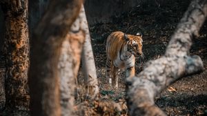 Preview wallpaper tiger, big cat, predator, trees