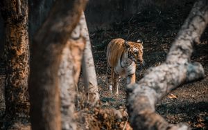 Preview wallpaper tiger, big cat, predator, trees