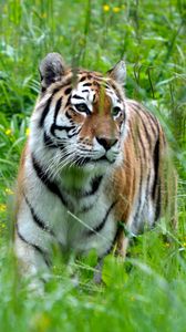 Preview wallpaper tiger, big cat, predator, grass