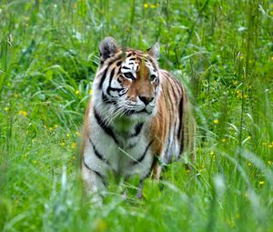Preview wallpaper tiger, big cat, predator, grass
