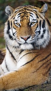 Preview wallpaper tiger, big cat, predator, glance, strips