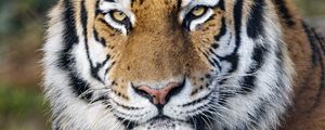 Preview wallpaper tiger, big cat, predator, glance, strips