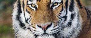 Preview wallpaper tiger, big cat, predator, glance, strips