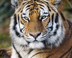 Preview wallpaper tiger, big cat, predator, glance, strips