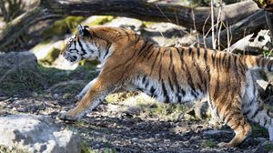 Preview wallpaper tiger, big cat, predator, stripes