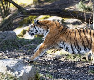 Preview wallpaper tiger, big cat, predator, stripes