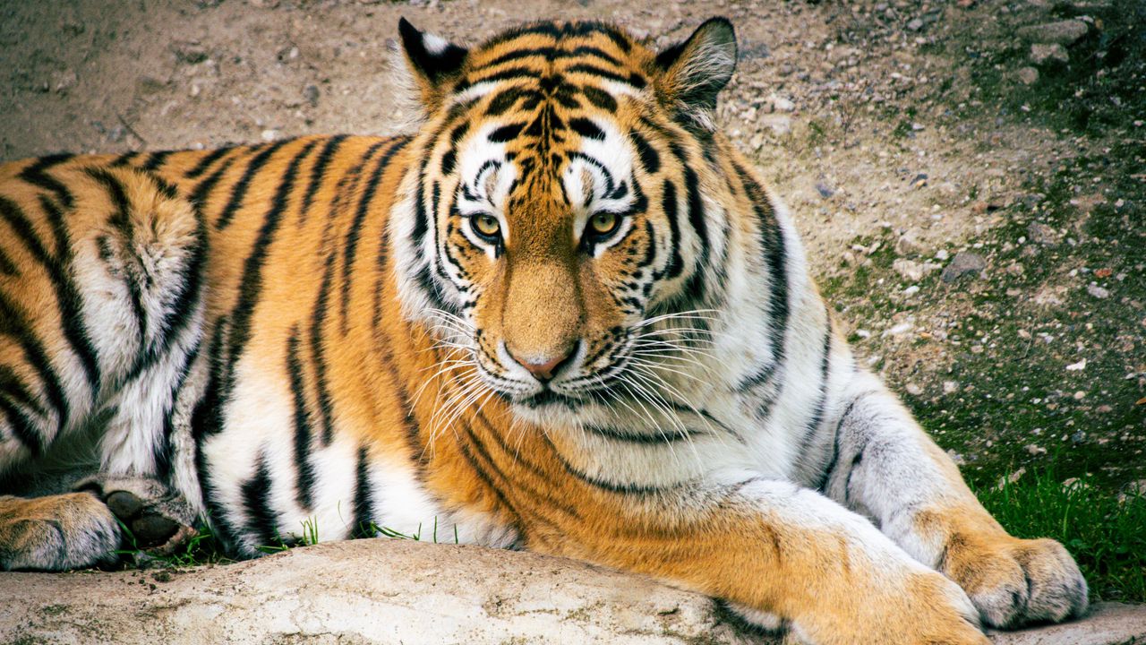 Wallpaper tiger, big cat, predator, striped