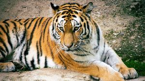 Preview wallpaper tiger, big cat, predator, striped