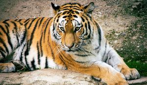 Preview wallpaper tiger, big cat, predator, striped