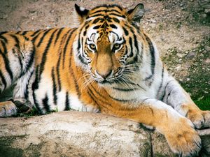 Preview wallpaper tiger, big cat, predator, striped