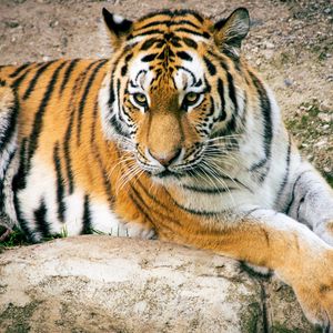 Preview wallpaper tiger, big cat, predator, striped