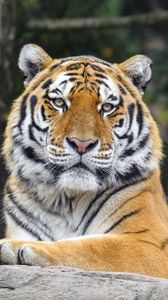 Preview wallpaper tiger, big cat, predator, animal
