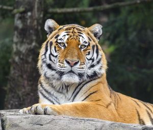 Preview wallpaper tiger, big cat, predator, animal