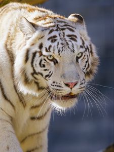 Preview wallpaper tiger, big cat, predator, animal, white