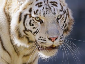 Preview wallpaper tiger, big cat, predator, animal, white
