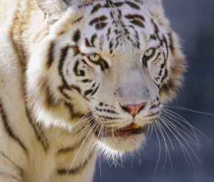 Preview wallpaper tiger, big cat, predator, animal, white