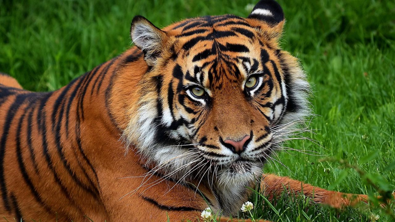 Wallpaper tiger, big cat, predator, grass, flowers