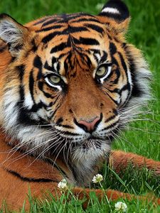 Preview wallpaper tiger, big cat, predator, grass, flowers
