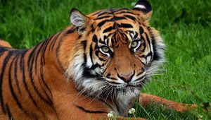 Preview wallpaper tiger, big cat, predator, grass, flowers