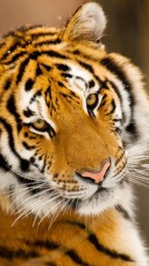 Preview wallpaper tiger, big cat, predator, eyes, face