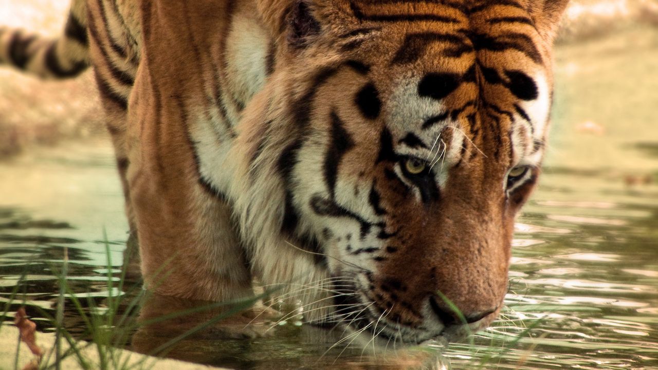 Wallpaper tiger, big cat, predator, water, face
