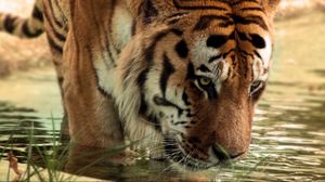 Preview wallpaper tiger, big cat, predator, water, face