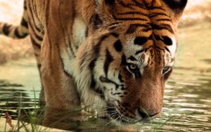 Preview wallpaper tiger, big cat, predator, water, face