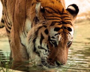 Preview wallpaper tiger, big cat, predator, water, face