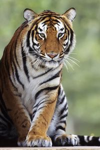 Preview wallpaper tiger, big cat, predator, sitting, waiting