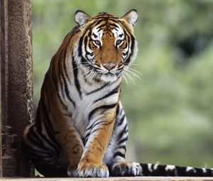 Preview wallpaper tiger, big cat, predator, sitting, waiting