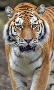Preview wallpaper tiger, big cat, predator, striped, mustache, animal