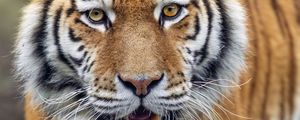 Preview wallpaper tiger, big cat, predator, striped, mustache, animal