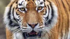 Preview wallpaper tiger, big cat, predator, striped, mustache, animal