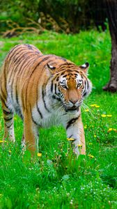 Preview wallpaper tiger, big cat, predator, striped, grass