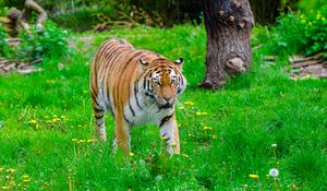 Preview wallpaper tiger, big cat, predator, striped, grass