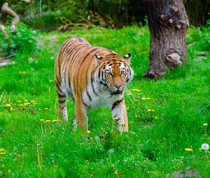 Preview wallpaper tiger, big cat, predator, striped, grass